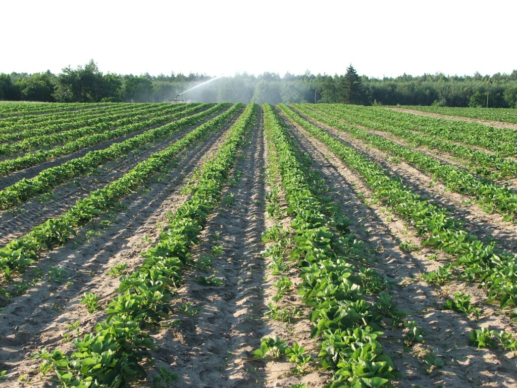 podlewanie2