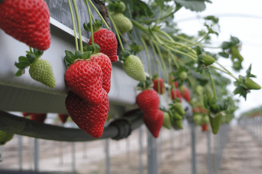 oferta dla plantatorów